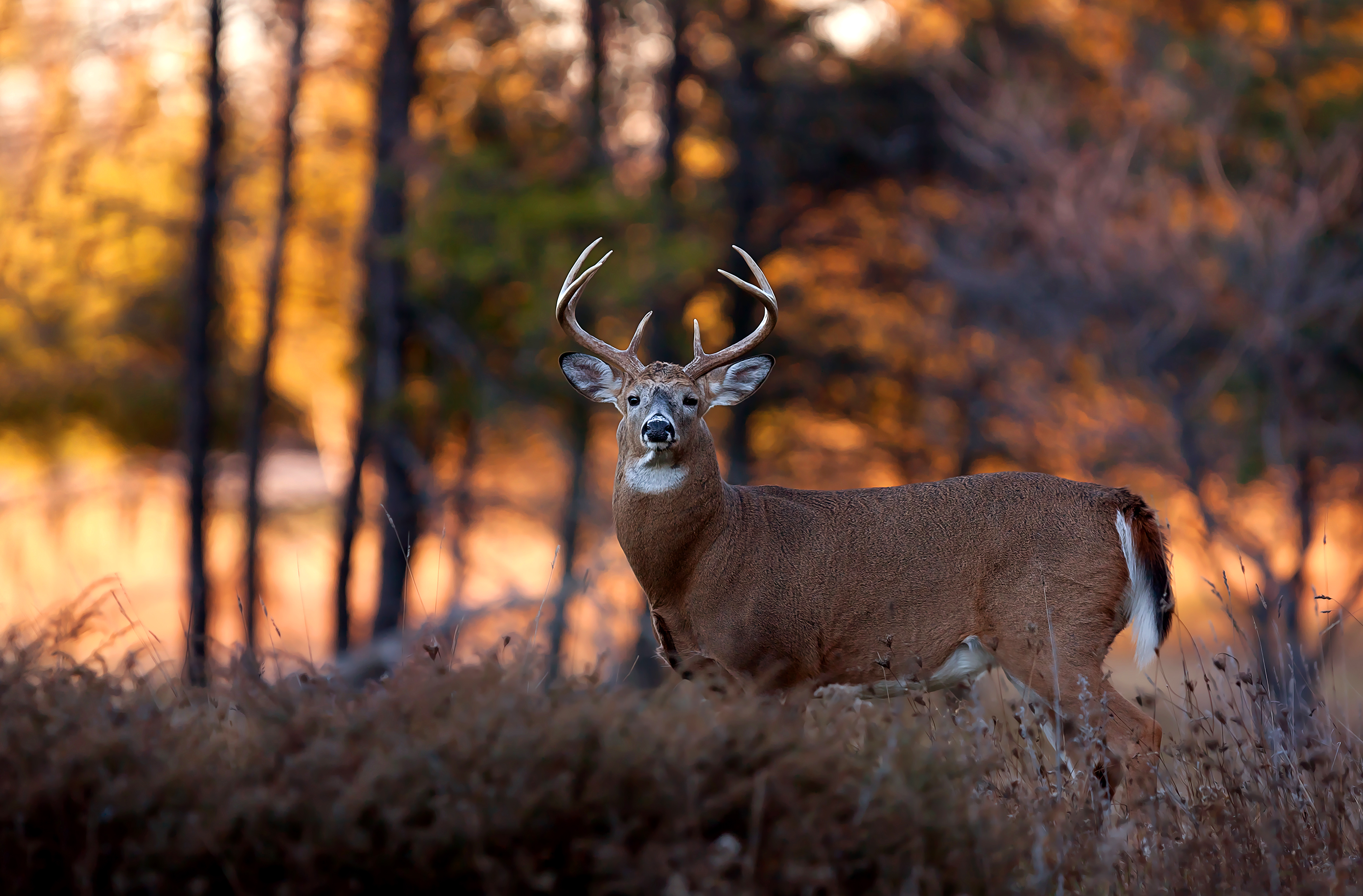 Whitetail buck standing in the woods.